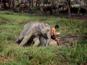 Elephant and Man Reading, Chiang Mai, Thailand, 2010 THAILAND-10033,