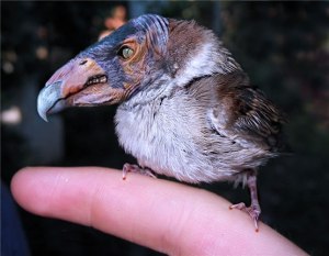 ugly bird