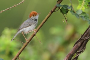 Cambodian-Tailorbird-35-1