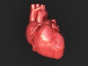 000-3d-model-human-heart-01