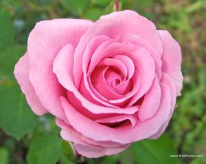 pink-rose-1280x1024