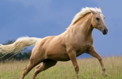 palomino